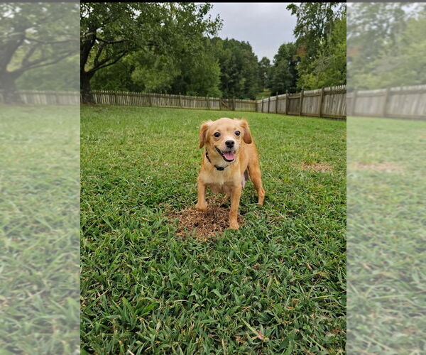 Medium Photo #2 Chihuahua-Unknown Mix Puppy For Sale in Raleigh, NC, USA