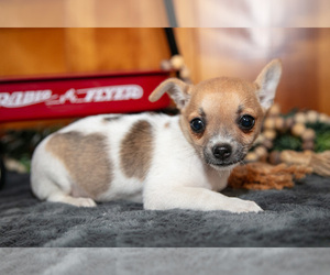 Chihuahua Litter for sale in GENEVA, IN, USA