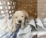 Small #19 Golden Retriever