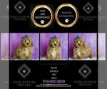 Small Photo #29 Poodle (Miniature) Puppy For Sale in WARSAW, IN, USA