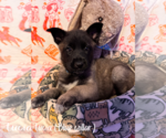 Small #7 German Shepherd Dog