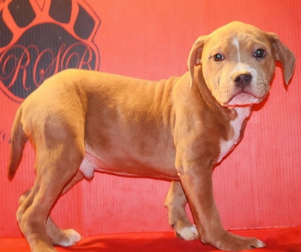 Medium Photo #2 American Bully Puppy For Sale in TRENTON, NJ, USA