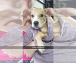Small #1 Mutt