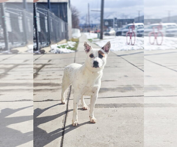 Medium Photo #6 Mutt Puppy For Sale in Sandy, UT, USA