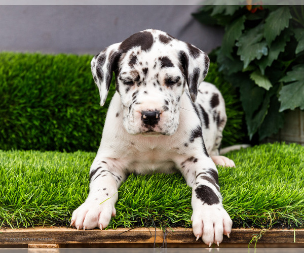 Medium Photo #43 Great Dane Puppy For Sale in WAKARUSA, IN, USA