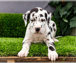 Small #6 Great Dane