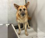 Small German Shepherd Dog Mix