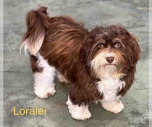 Mother of the Havanese puppies born on 05/11/2025