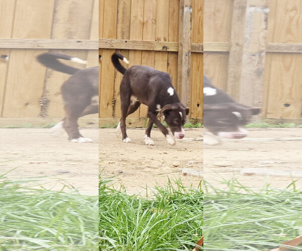 Medium Photo #4 Mutt Puppy For Sale in Jackson, MS, USA