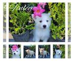 Small Photo #5 Pomsky Puppy For Sale in NILES, OH, USA