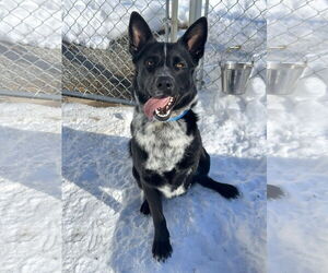 German Shepherd Dog-Unknown Mix Dogs for adoption in Rockaway, NJ, USA