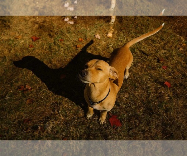 Medium Photo #2 Chiweenie Puppy For Sale in Rustburg, VA, USA