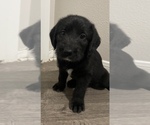 Small Photo #3 Double Doodle Puppy For Sale in HUMBLE, TX, USA
