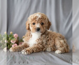Poodle (Miniature) Puppy for sale in DORNSIFE, PA, USA