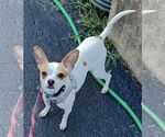 Small #1 Chihuahua Mix