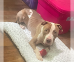 Small #1 American Staffordshire Terrier-Bulldog Mix