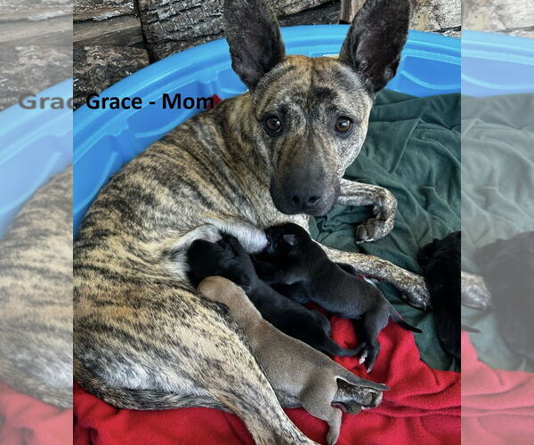 Medium Photo #4 Mutt Puppy For Sale in Wakefield, RI, USA