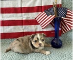 Small #4 Chihuahua