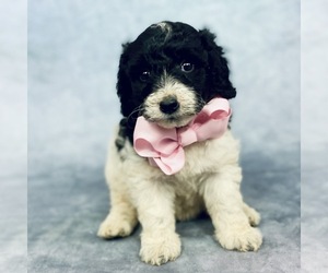 Goldendoodle Puppy for sale in ITASCA, TX, USA