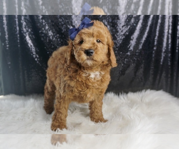 Medium Photo #6 Goldendoodle (Miniature) Puppy For Sale in WARSAW, IN, USA