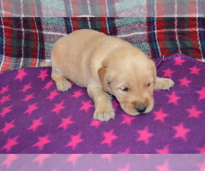 Golden Retriever Puppy for sale in OWEN, WI, USA