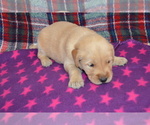 Image preview for Ad Listing. Nickname: Litter of 9