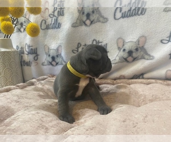 Medium Photo #12 French Bulldog Puppy For Sale in VILLA RICA, GA, USA