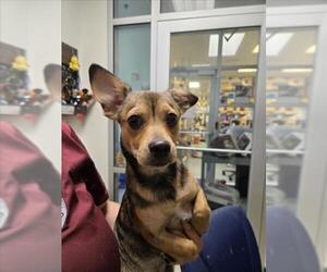 Chiweenie Dogs for adoption in Plano, TX, USA
