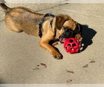 Small #2 Brussels Griffon