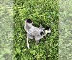 Small Photo #7 Australian Cattle Dog Puppy For Sale in TAMPA, FL, USA