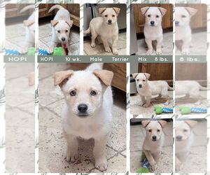Mutt Dogs for adoption in Mesa, AZ, USA