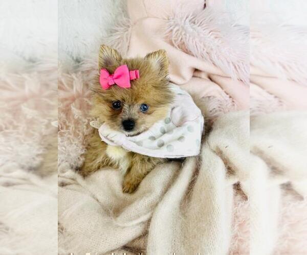 Medium Photo #19 Pomeranian Puppy For Sale in FORT LAUDERDALE, FL, USA