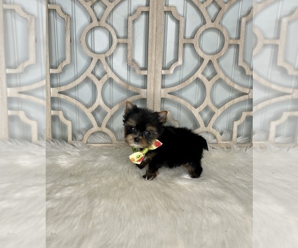 Medium Photo #3 Yorkshire Terrier Puppy For Sale in MORRIS CHAPEL, TN, USA