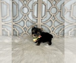 Small Photo #3 Yorkshire Terrier Puppy For Sale in MORRIS CHAPEL, TN, USA