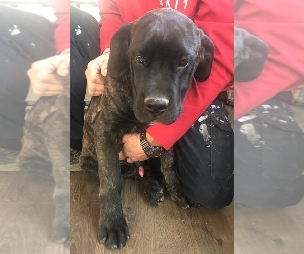 Medium Photo #7 Mastiff Puppy For Sale in BRANTLEY, AL, USA