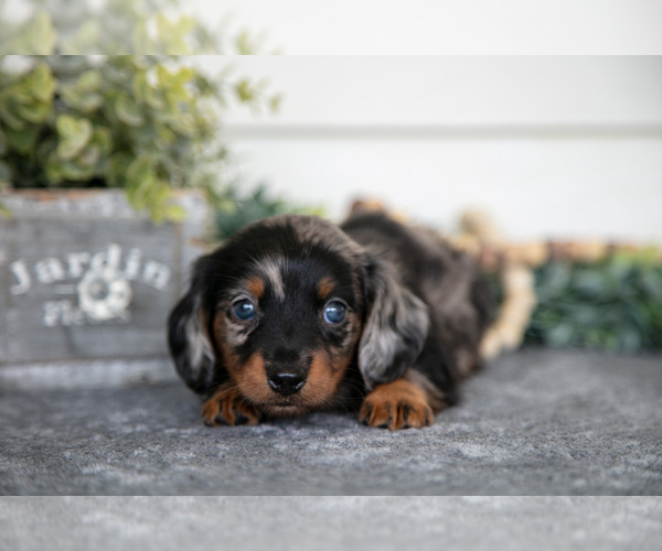 Medium Photo #7 Dachshund Puppy For Sale in BREMEN, IN, USA