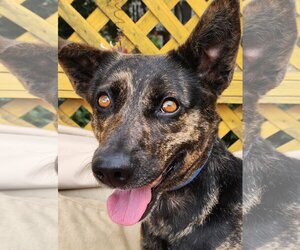 Australian Shepherd-Unknown Mix Dogs for adoption in Lafayette, CA, USA
