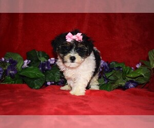 YorkiePoo Puppy for sale in BARNESVILLE, KS, USA