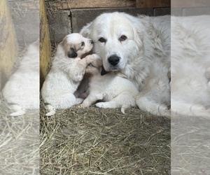 Mother of the Great Pyrenees puppies born on 04/24/2025