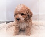 Small Photo #6 Poodle (Miniature) Puppy For Sale in CARLISLE, KY, USA