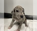 Small Photo #4 Great Dane Puppy For Sale in SHREVEPORT, LA, USA