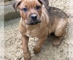 Small American Bulldog-Rottweiler Mix