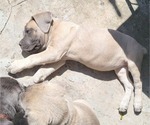 Puppy Purple collar Cane Corso