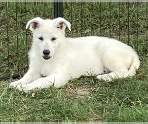 German Shepherd Dog Puppy for Sale in OTTAWA, Illinois USA