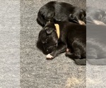 Puppy 11 Border Collie-Golden Retriever Mix