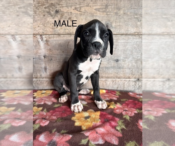 Medium Photo #2 Boxer Puppy For Sale in VERMONTVILLE, MI, USA