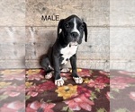 Small #1 Boxer