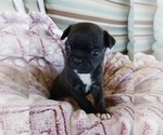 Small Photo #3 Buggs Puppy For Sale in WEST PLAINS, MO, USA
