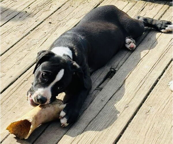 Medium Photo #10 American Pit Bull Terrier-Staffordshire Bull Terrier Mix Puppy For Sale in Germantown, OH, USA