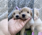 Small Photo #1 Goldendoodle Puppy For Sale in AMERICAN CANYON, CA, USA